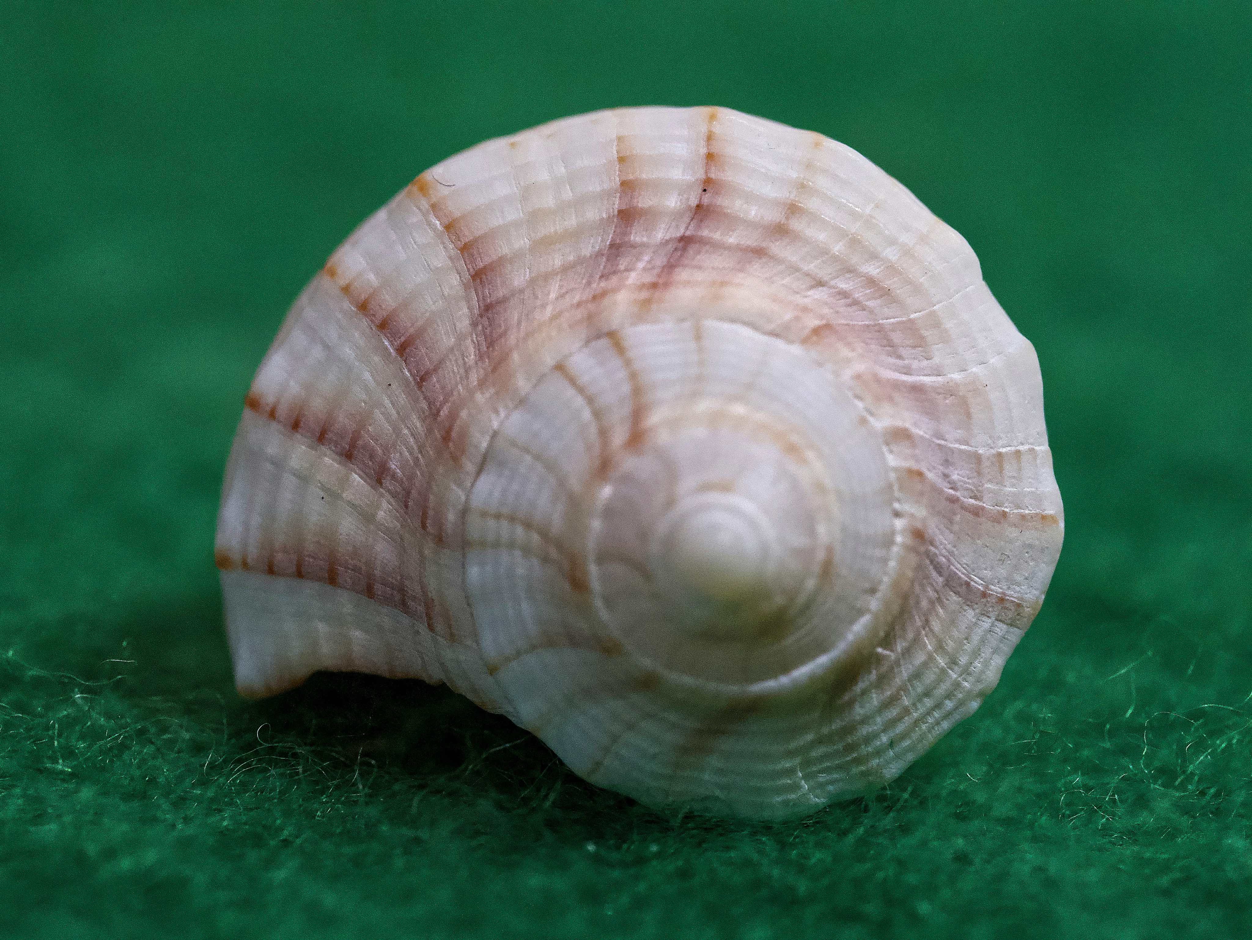 Shell on green background